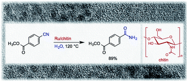 Graphical abstract: Hydration of nitriles to amides by a chitin-supported ruthenium catalyst