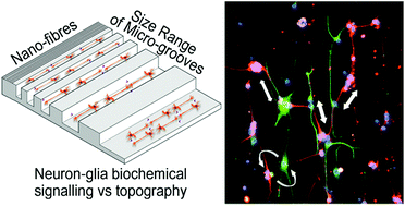 Graphical abstract: Efficient alignment of primary CNS neurites using structurally engineered surfaces and biochemical cues