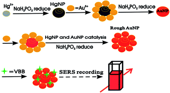 Graphical abstract: A SERS nanocatalytic reaction and its application to quantitative analysis of trace Hg(ii) with Vitoria blue B molecular probe
