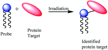 Graphical abstract: Retracted Article: Synthesis of diacylglycerol analogs bearing photoaffinity tags for labelling mammalian diacylglycerol kinase