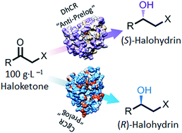 Graphical abstract: Enantioselective bioreductive preparation of chiral halohydrins employing two newly identified stereocomplementary reductases
