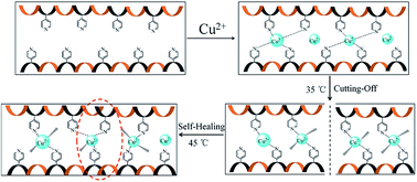 Graphical abstract: Self-healing and shape memory capabilities of copper-coordination polymer network