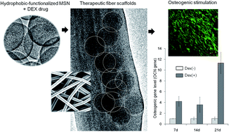 Graphical abstract: Nanocomposite scaffolds incorporated with hydrophobically-functionalized mesoporous nanocarriers for the effective loading and long-term delivery of osteogenic drugs