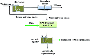 Graphical abstract: Enhancing aerobic digestion of full-scale waste activated sludge using free nitrous acid pre-treatment