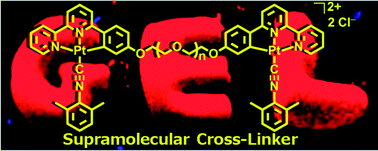 Graphical abstract: Phosphorescent nematic hydrogels and chromonic mesophases driven by intra- and intermolecular interactions of bridged dinuclear cyclometalated platinum(ii) complexes