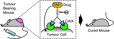 Graphical abstract: A bivalent small molecule-drug conjugate directed against carbonic anhydrase IX can elicit complete tumour regression in mice