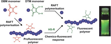 Graphical abstract: Fluorescent and chemico-fluorescent responsive polymers from dithiomaleimide and dibromomaleimide functional monomers