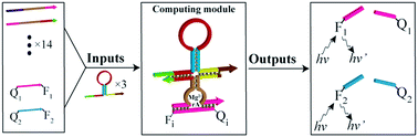 Graphical abstract: A full-adder based on reconfigurable DNA-hairpin inputs and DNAzyme computing modules