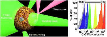 Graphical abstract: Plasmonic micro-beads for fluorescence enhanced, multiplexed protein detection with flow cytometry