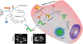 Graphical abstract: Caspase-responsive smart gadolinium-based contrast agent for magnetic resonance imaging of drug-induced apoptosis