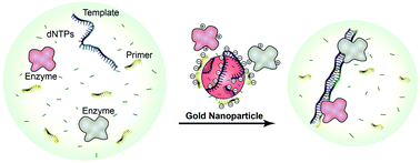 Graphical abstract: Enhancing-effect of gold nanoparticles on DNA strand displacement amplifications and their application to an isothermal telomerase assay