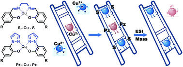 Graphical abstract: DNA based multi-copper ions assembly using combined pyrazole and salen ligandosides
