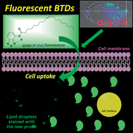 Graphical abstract: Bioimaging, cellular uptake and dynamics in living cells of a lipophilic fluorescent benzothiadiazole at low temperature (4 °C)