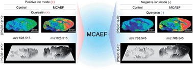 Graphical abstract: Matrix coating assisted by an electric field (MCAEF) for enhanced tissue imaging by MALDI-MS