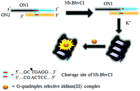 Graphical abstract: Detection of nicking endonuclease activity using a G-quadruplex-selective luminescent switch-on probe