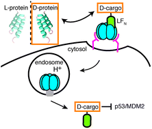 Graphical abstract: Delivery of mirror image polypeptides into cells