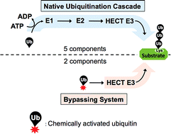 Graphical abstract: Protein ubiquitination and formation of polyubiquitin chains without ATP, E1 and E2 enzymes