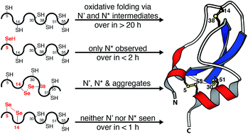 Graphical abstract: Harnessing selenocysteine reactivity for oxidative protein folding
