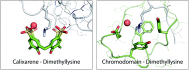 Graphical abstract: Structural study of a small molecule receptor bound to dimethyllysine in lysozyme