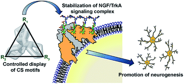 Graphical abstract: Tailored chondroitin sulfate glycomimetics via a tunable multivalent scaffold for potentiating NGF/TrkA-induced neurogenesis