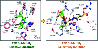 Graphical abstract: A strategy based on nucleotide specificity leads to a subfamily-selective and cell-active inhibitor of N6-methyladenosine demethylase FTO