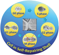 Graphical abstract: “Self-repairing” nanoshell for cell protection