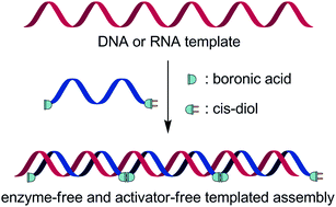 Graphical abstract: pH-controlled DNA- and RNA-templated assembly of short oligomers