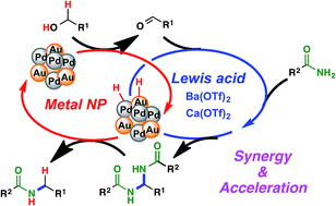 Graphical abstract: Synergistic cascade catalysis by metal nanoparticles and Lewis acids in hydrogen autotransfer