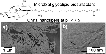 Graphical abstract: pH-triggered formation of nanoribbons from yeast-derived glycolipid biosurfactants
