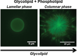 Graphical abstract: Adding glycolipid functionality to model membranes – phase behaviour of a synthetic glycolipid in a phospholipid membrane