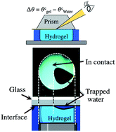 Graphical abstract: In situ observation of a hydrogel–glass interface during sliding friction