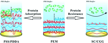 Graphical abstract: Stiff chains inhibit and flexible chains promote protein adsorption to polyelectrolyte multilayers