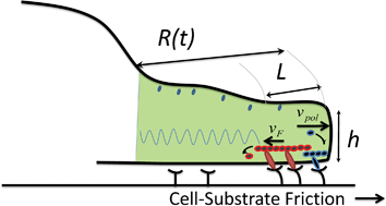 Graphical abstract: Active mechanics and dynamics of cell spreading on elastic substrates