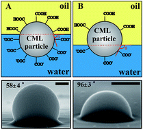 Graphical abstract: Adsorption of carboxylic modified latex particles at liquid interfaces studied by the gel trapping technique