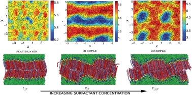 Graphical abstract: Laterally structured ripple and square phases with one and two dimensional thickness modulations in a model bilayer system