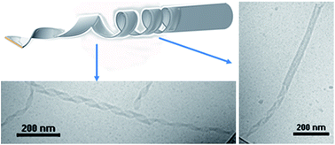 Graphical abstract: DNA nanotubes and helical nanotapes via self-assembly of ssDNA-amphiphiles