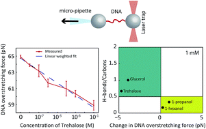 Graphical abstract: Trehalose facilitates DNA melting: a single-molecule optical tweezers study