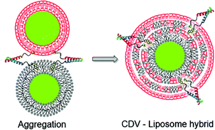 Graphical abstract: Coiled coil driven membrane fusion between cyclodextrin vesicles and liposomes