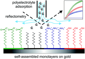 Graphical abstract: Studying the role of surface chemistry on polyelectrolyte adsorption using gold–thiol self-assembled monolayer with optical reflectivity