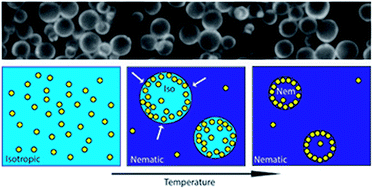 Graphical abstract: Self-assembled nanoparticle micro-shells templated by liquid crystal sorting