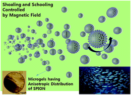 Graphical abstract: Translational and rotational motion control of microgels enabling shoaling and schooling