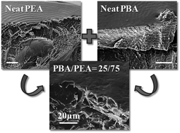Graphical abstract: Intertwining lamellar assembly in porous spherulites composed of two ring-banded poly(ethylene adipate) and poly(butylene adipate)