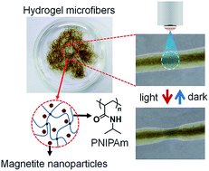 Graphical abstract: Multi stimuli-responsive hydrogel microfibers containing magnetite nanoparticles prepared using microcapillary devices