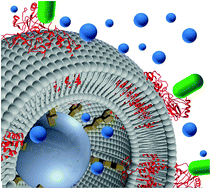 Graphical abstract: Proteo-lipobeads for the oriented encapsulation of membrane proteins