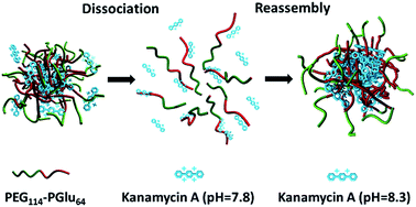 Graphical abstract: Complete dissociation and reassembly behavior as studied by using poly(ethylene glycol)-block-poly(glutamate sodium) and kanamycin A