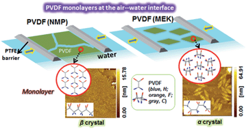Graphical abstract: Solvent-dependent properties of poly(vinylidene fluoride) monolayers at the air–water interface