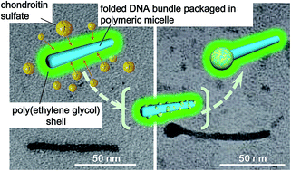 Graphical abstract: A tadpole-shaped gene carrier with distinct phase segregation in a ternary polymeric micelle