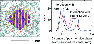 Graphical abstract: Interaction of substituted poly(phenyleneethynylene)s with ligand-stabilized CdS nanoparticles
