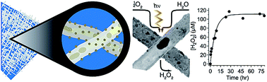 Graphical abstract: Sustainable photocatalytic production of hydrogen peroxide from water and molecular oxygen