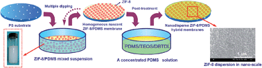 Graphical abstract: Nanodisperse ZIF-8/PDMS hybrid membranes for biobutanol permselective pervaporation